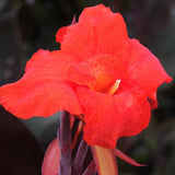 Canna Australia | var. ‘Australia’