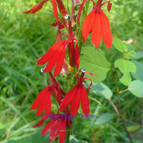Red Cardinal Flower Lobelia