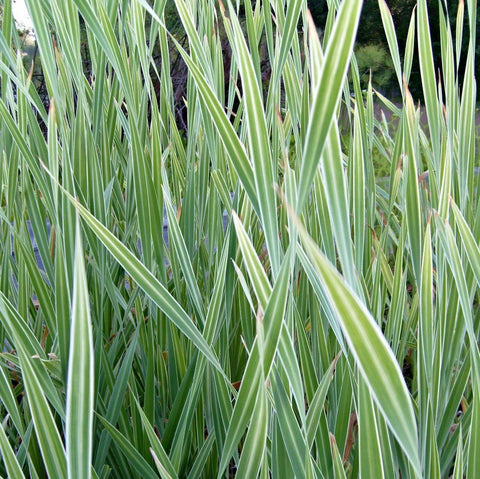 Variegated Cattails | Typha latifolia variegata | Ships Late March/April Spring 2024