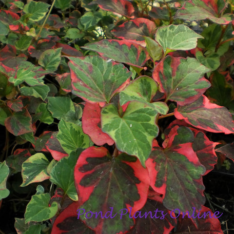 Chameleon Plant | Houttuynia cordata variegata