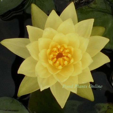 Chromatella | Hardy Water Lily