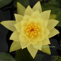 Chromatella | Hardy Water Lily