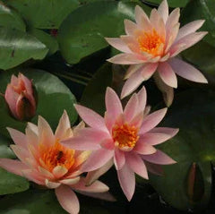 Colorado | Hardy Water Lily