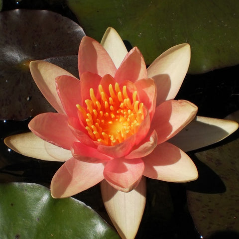 Comanche Hardy Lily