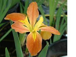 Count Pulaski Louisiana Iris | Autumn Orange