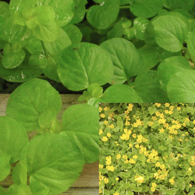 potted creeping plant Yellow Jenny Potted – Pond PIants Online