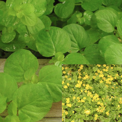 Creeping Jenny | Bunched Cuttings