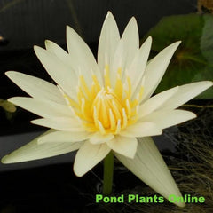 CrystaI |  Tropical Water Lily
