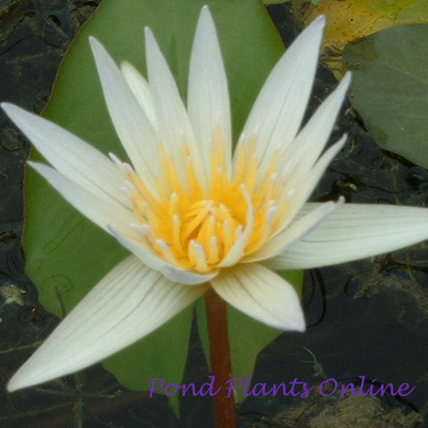 Dauben | Tropical Water Lily