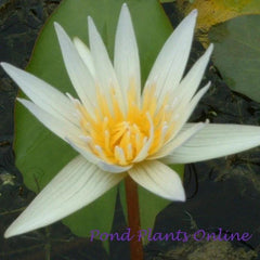 Dauben |  Tropical Water Lily