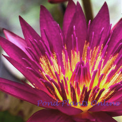 Doris Holt | Tropical Water Lily