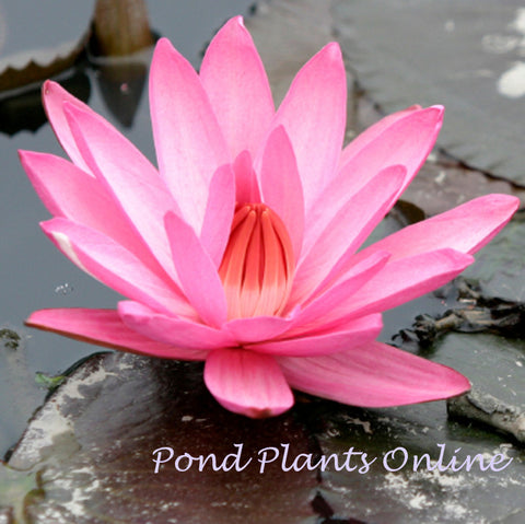 Emily G. Hutchings | Pink Night Blooming Tropical Water Lily | Ships April 2024