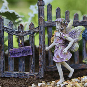 Fairy Violet