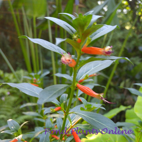 Firecracker Plant | Cuphea ignea | Available Late March Spring 2024