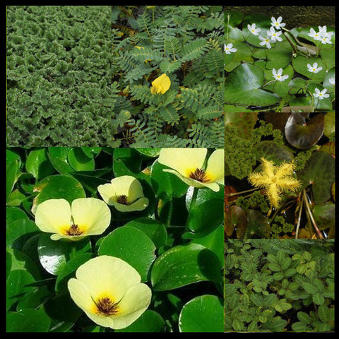 Lily-Like Flowering Plants and Floating Plant Collection | Large