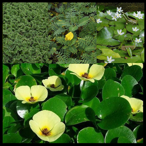 Lily-Like Flowering Plants and Floating Plant Collection | Small