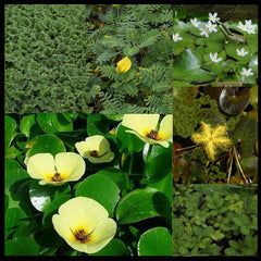 Lily-Like Flowering Plants and Floating Plant Collection | Small