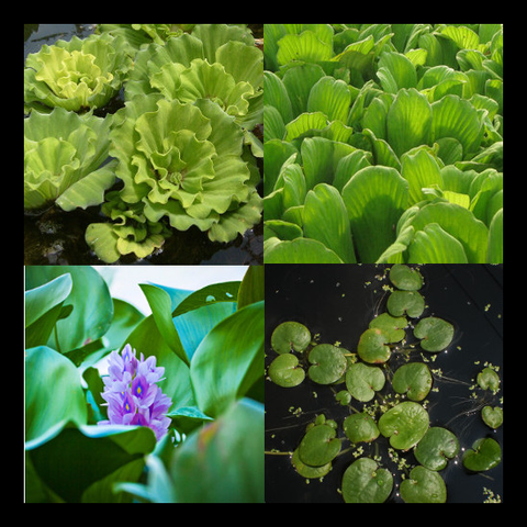 Floating Plant Collections