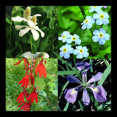 Flowering Hardy Bog Plant Collection