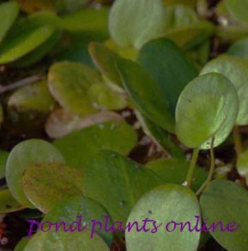 frogbit plant Frogbit