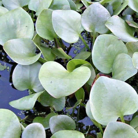 Frogbit (Limnobium spongia)