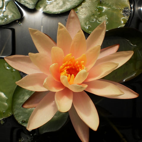 Georgia Peach | Hardy WaterLily