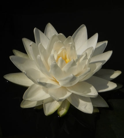 Gonnere | Hardy White WaterLily | Ships Spring 2024
