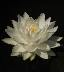 Gonnere | Hardy Lily