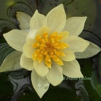 Helvola | Dwarf Hardy Water Lily