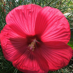 Water Hibiscus Dwarf Red | Hibiscus moscheutos