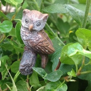 Hoot the Owl