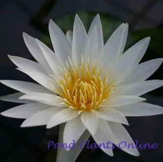white tropical lily Innocence Tropical Lily – Pond PIants Online