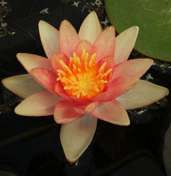 Assorted Changeable | Hardy Water LiIy