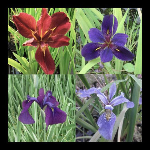 Hardy Bog Iris Collection