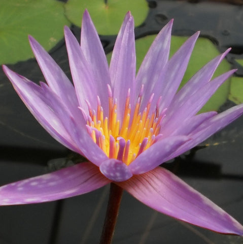 Islamorada | Tropical Water Lily