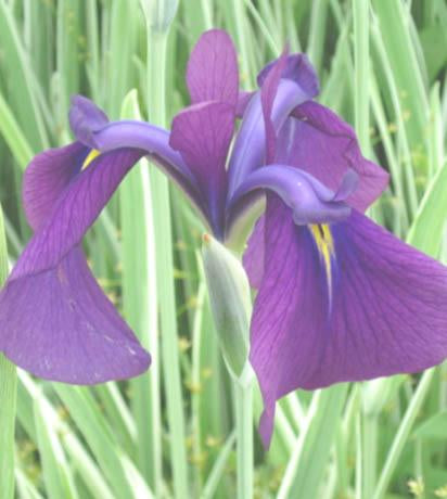 Japanese Variegated<br>Iris kaempferi variegata