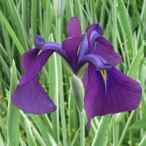 Japanese Variegated<br>Iris kaempferi variegata