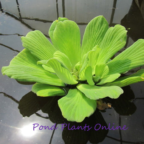 Water Lettuce | Pistia stratioes