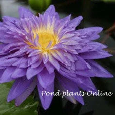 King of Siam | Tropical Water Lily