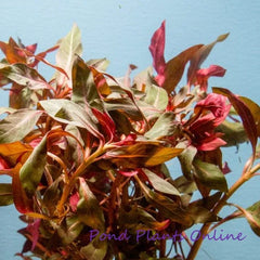 Red Star ludwigia | ludwigia glandulosa | Ludwigia Peruensis
