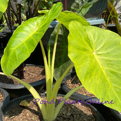Lemon Lime Taro | Xanthosoma mafaffa