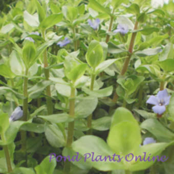 bacopa potted plant Lemon Bacopa
