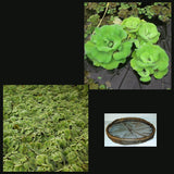 Floating PIant Protector with FIoating PIants | 18" FIoating PIant Barrier