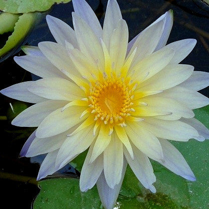 Lynn Ellen | Tropical Water Lily