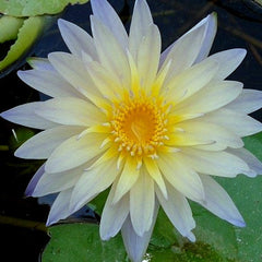Lynn Ellen | Tropical Water Lily