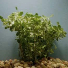 money wart plant Moneywort – Pond PIants Online