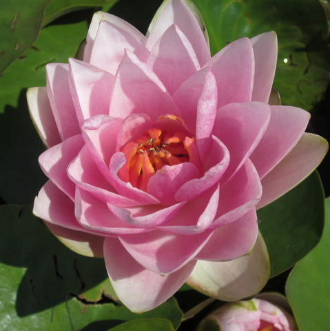 Madame Wilfron Gonnere | Hardy Water Lily