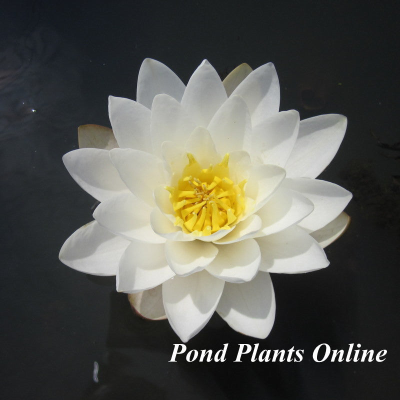 white lily pond ma Marliac Albida-White Hardy Water Lily – Pond PIants Online