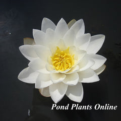 Marliac Albida | White Hardy Water Lily