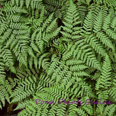 Marsh Fern  | Thelypteris palustris